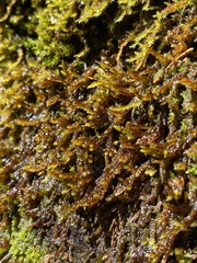 Pseudohygrohypnum eugyrium