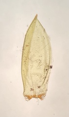 Pseudohygrohypnum eugyrium