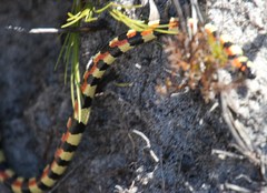 Homoroselaps lacteus