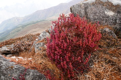 Bistorta vacciniifolia