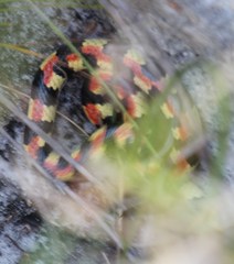 Homoroselaps lacteus