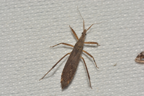 Pygolampis pectoralis