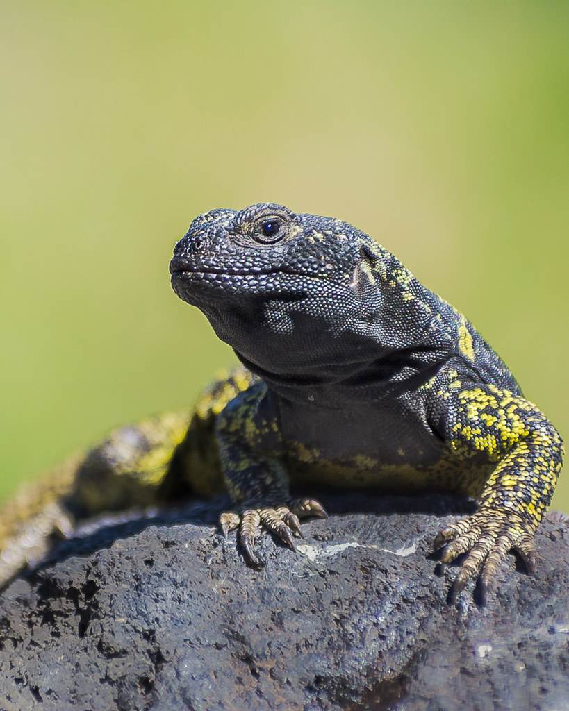 Antuco Chuckwalla