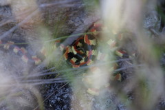 Homoroselaps lacteus