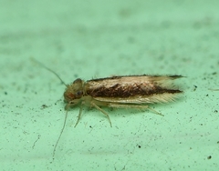 Echmepteryx madagascariensis