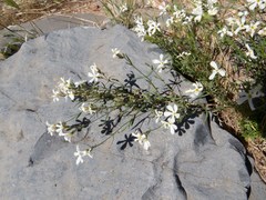 Phlox tenuifolia