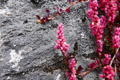 Bistorta vacciniifolia
