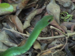 Drymobius chloroticus