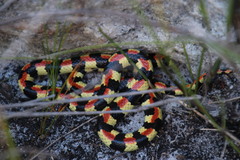 Homoroselaps lacteus