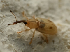 Notolomus basalis