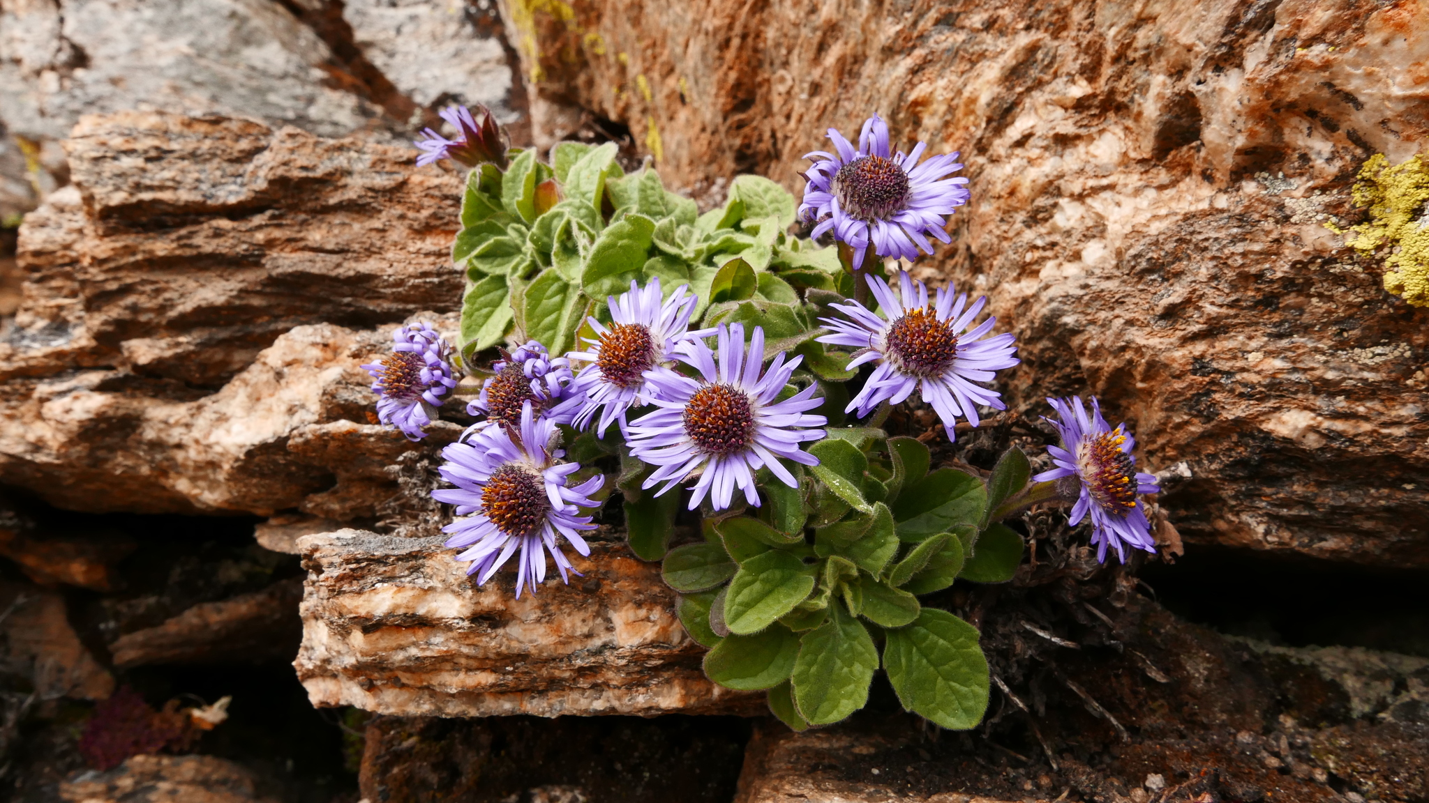 Aster himalaicus