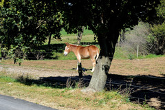 Equus asinus × caballus
