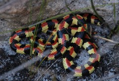 Homoroselaps lacteus