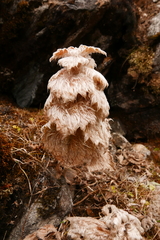 Eriophyton wallichii