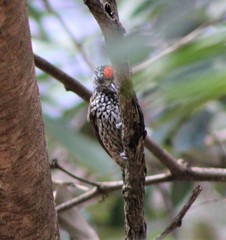 Picumnus albosquamatus