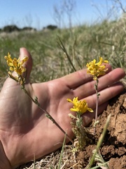 Corydalis curvisiliqua