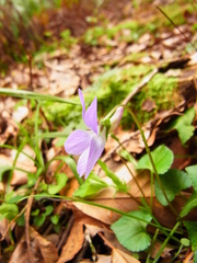 Viola grypoceras