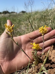 Corydalis curvisiliqua