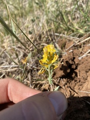 Corydalis curvisiliqua