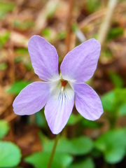 Viola grypoceras