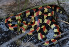 Homoroselaps lacteus