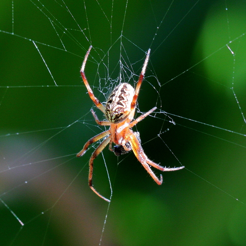Common Web-spider