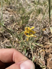 Corydalis curvisiliqua