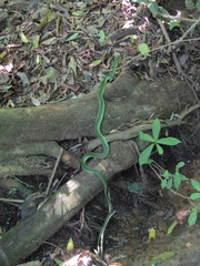 Drymobius chloroticus