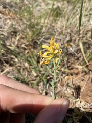 Corydalis curvisiliqua