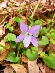 Viola grypoceras