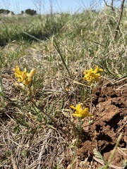 Corydalis curvisiliqua