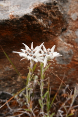 Leontopodium jacotianum
