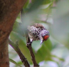 Picumnus albosquamatus