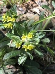 Lithospermum tuberosum