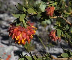 Liparia splendens splendens