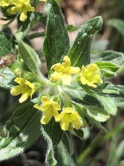 Lithospermum tuberosum