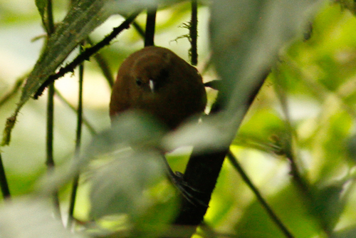 Sepia-brown Wren (Cinnycerthia olivascens), photo 8