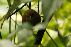 Cinnycerthia olivascens