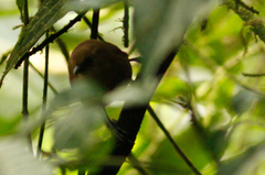 Cinnycerthia olivascens