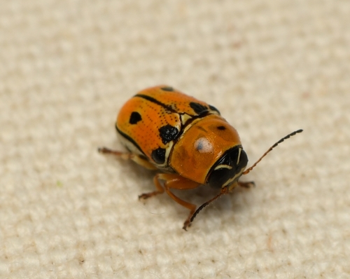 Griburius larvatus photo 2