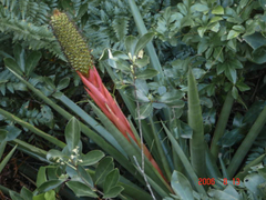 Aechmea ornata