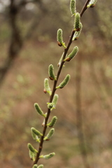 Salix sericea