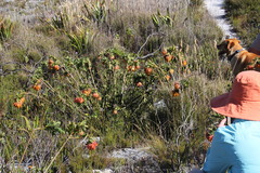 Liparia splendens splendens