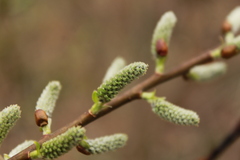 Salix sericea
