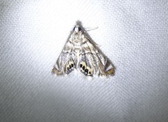 Eoparargyractis irroratalis