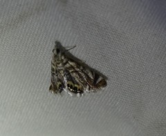 Eoparargyractis irroratalis