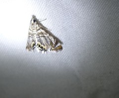 Eoparargyractis irroratalis