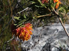 Liparia splendens splendens