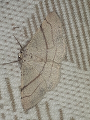 Adactylotis gesticularia