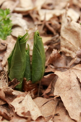 Trillium erectum